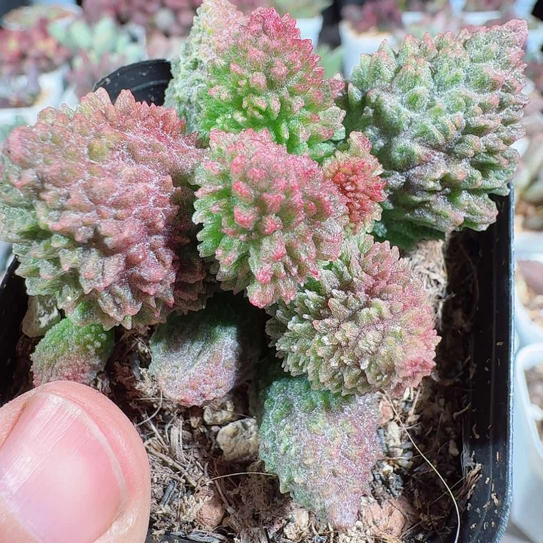 朱紫玉