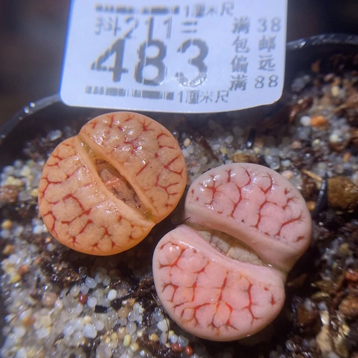 精品生石花211.483