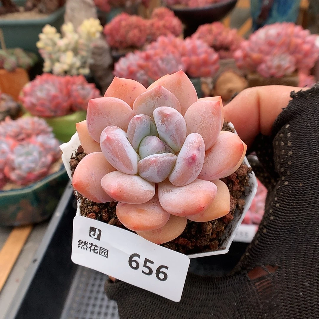 656香橙多肉植物666