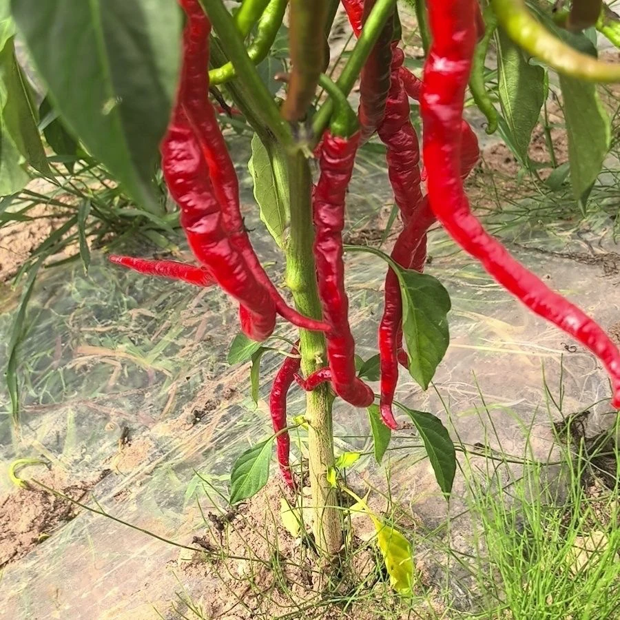 农家自种天水麻辣烫红辣椒现摘新鲜线椒薄皮青辣椒虎皮螺丝椒香辣