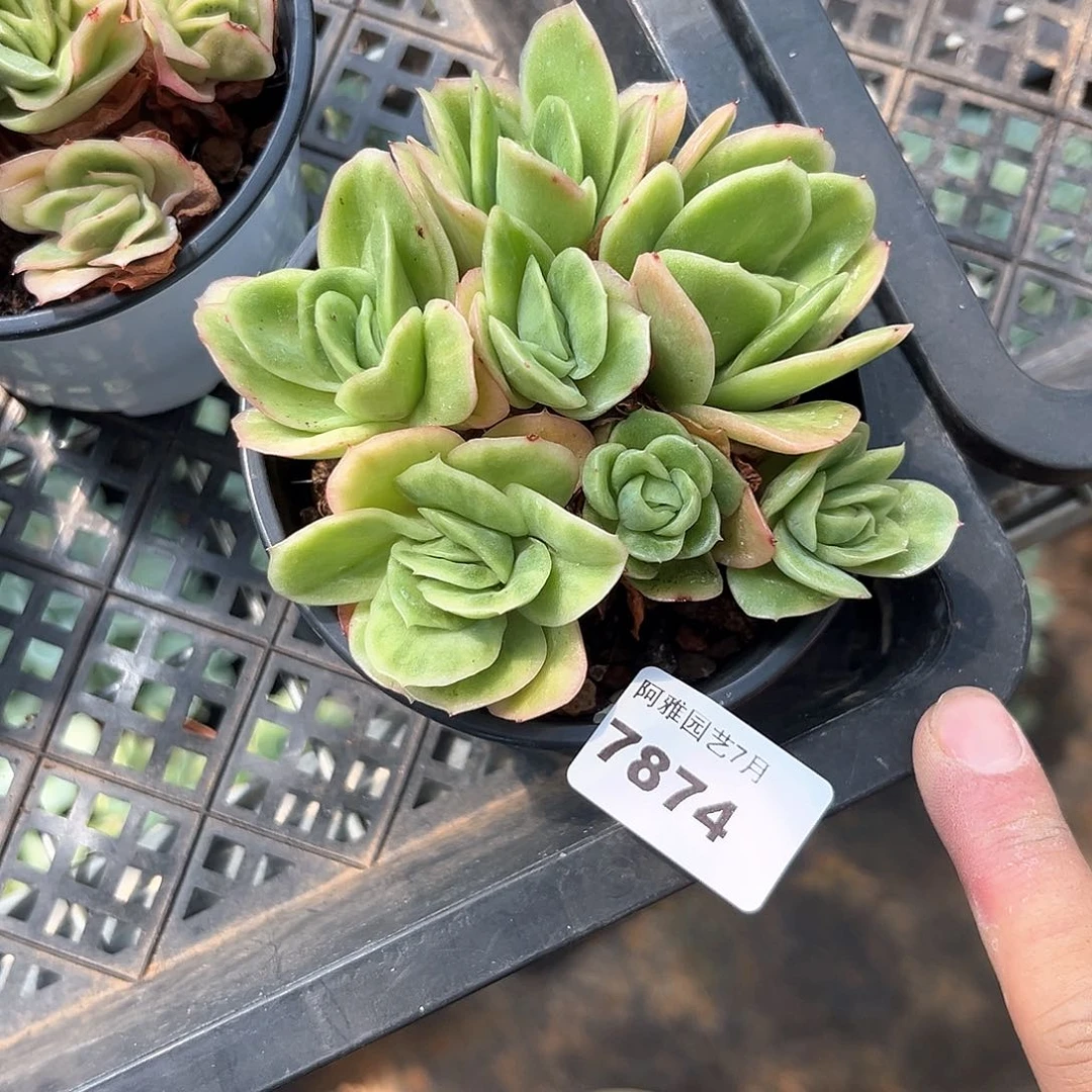 阿雅园艺。      7874冰玫瑰锦