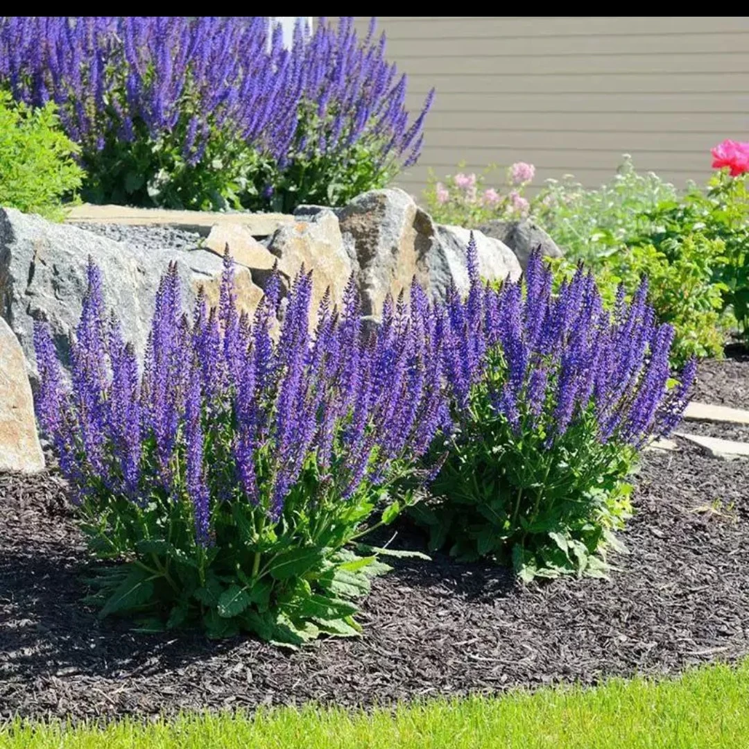 四月夜鼠尾草耐寒耐热多年生宿根植物