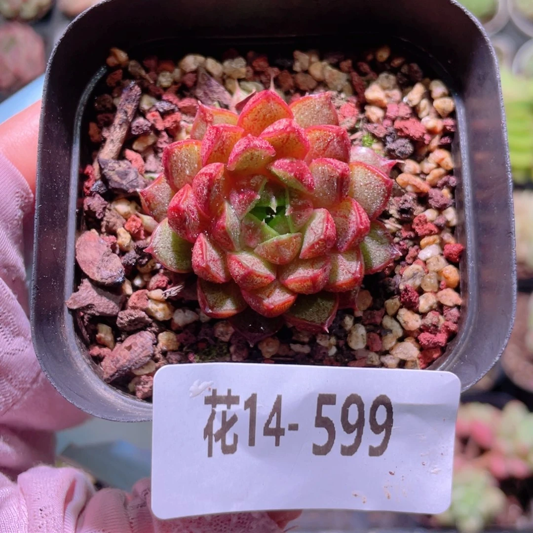 花利美14-599猫眼石