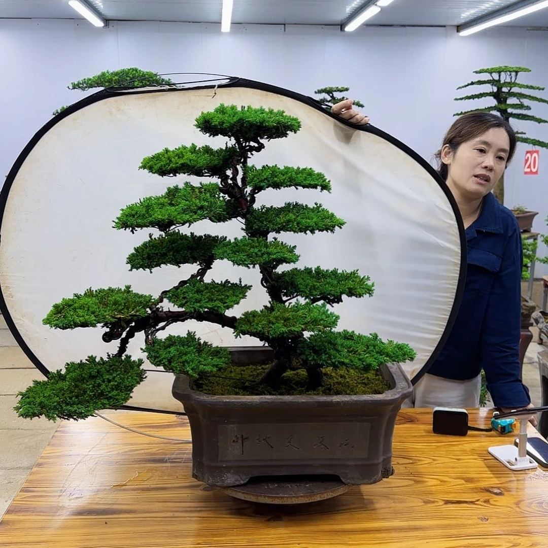 无花朵盆景直播间一物一拍