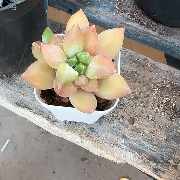 馥*白青蛙王子儿童牙膏111