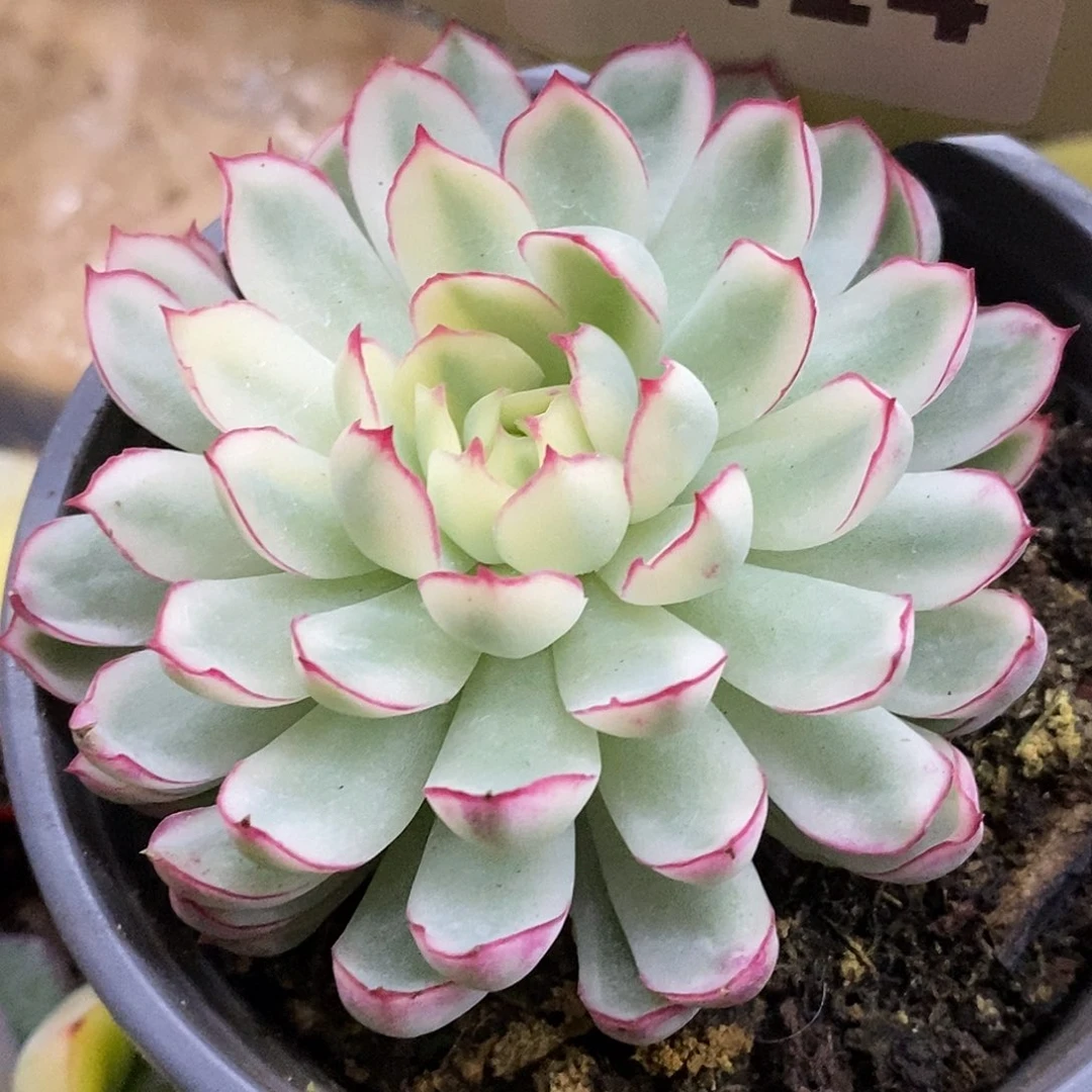 414梦幻哈哈哈哈哈哈