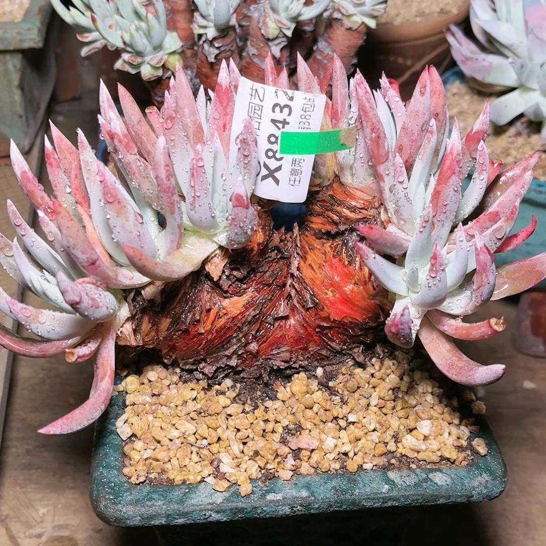 88432海瑟仙女杯多肉