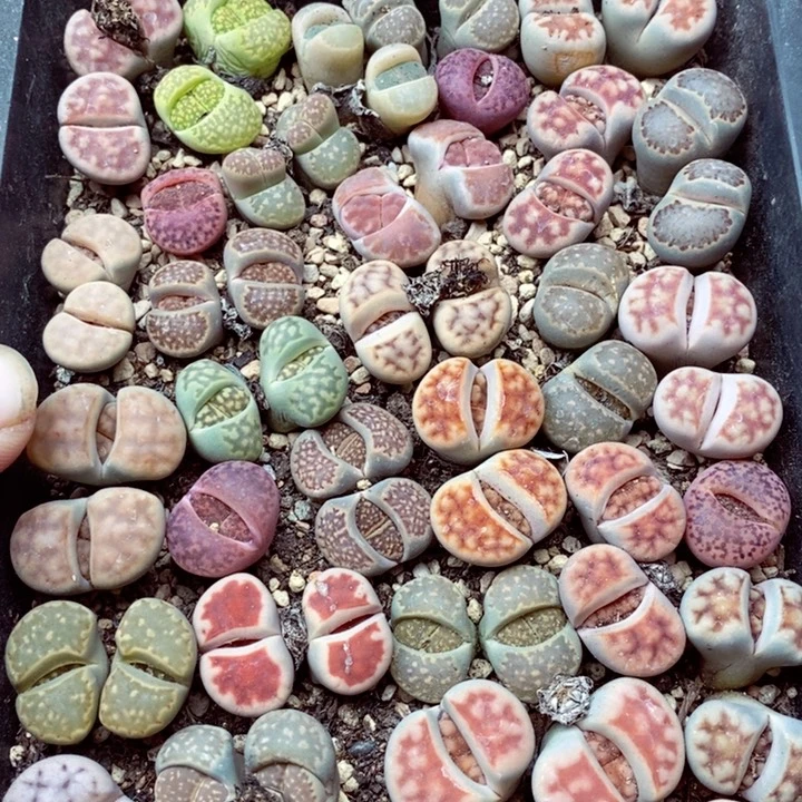 晓*啊我是一只小小鸟地域鬼086