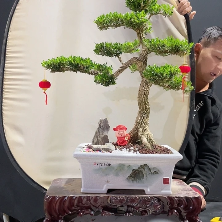 完全开放心*坊黄杨盆景园林