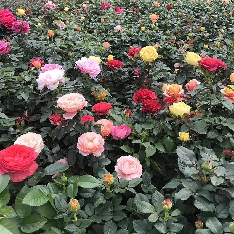 玫瑰花苗（6个品种随机土球发货）带花苞盆栽室内外庭院阳台