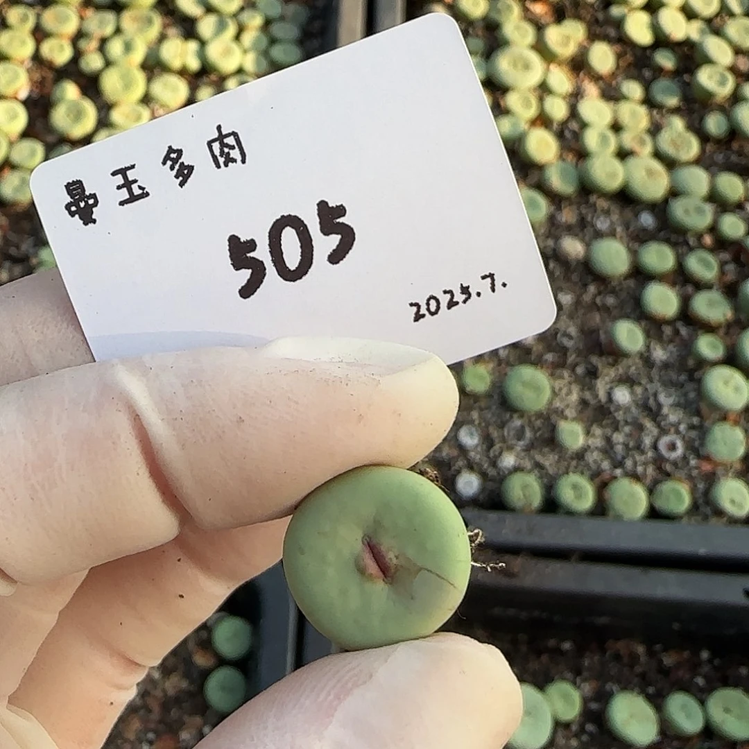 豆***花多肉多肉多肉7.27-505