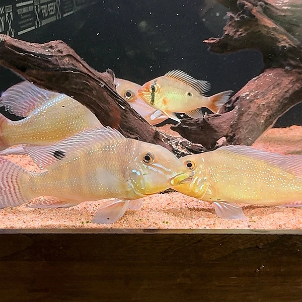 申古宝石食土鲷鱼 申古宝石 混养观赏热带鱼