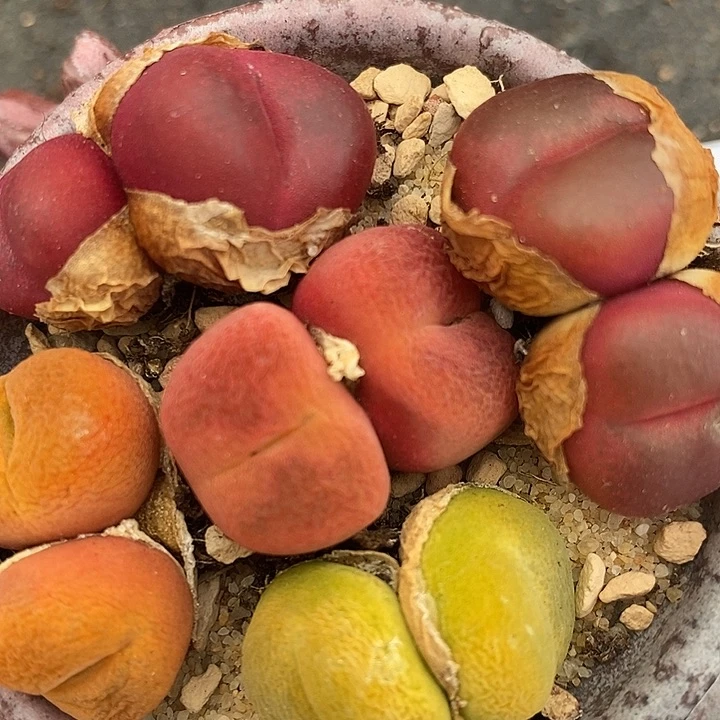 950双头彩色毛哈默一组