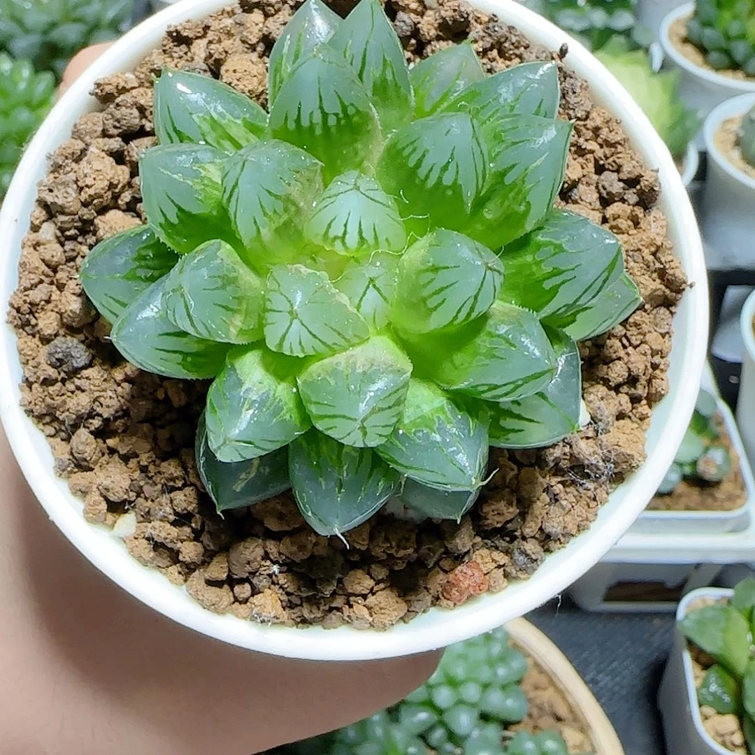 玉露锦一物一拍发货