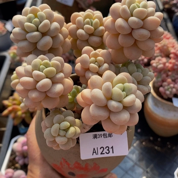 洛可可老桩10cm231多肉植物