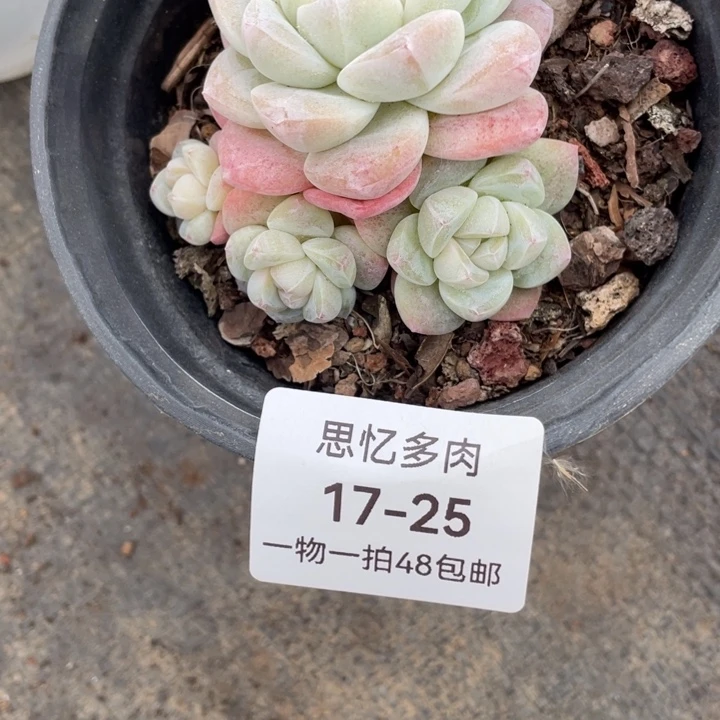 S***，小太阳的小太阳的小太阳的s
