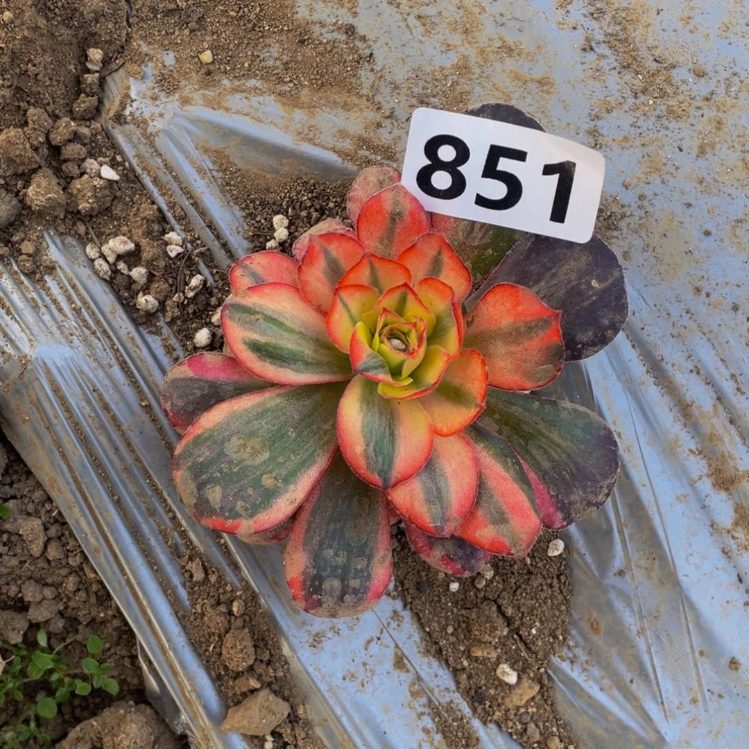 851美金变异花脸多肉