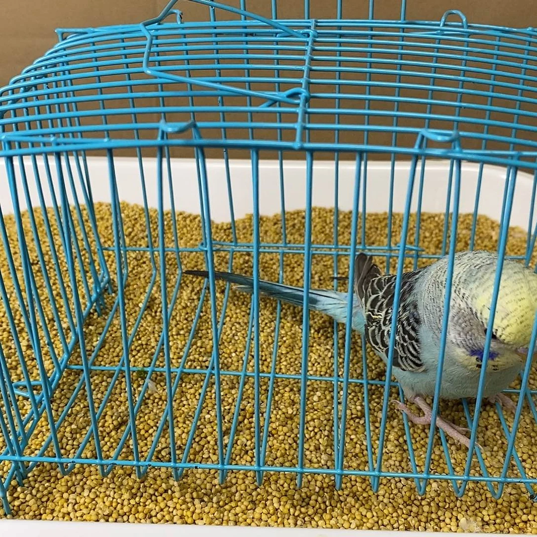 虎皮鹦鹉大头虎皮