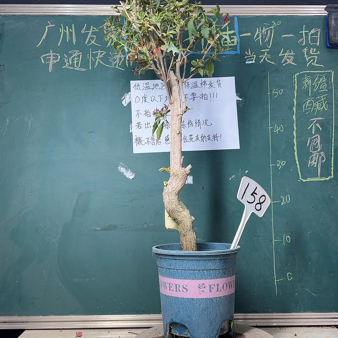 完全开放  75cm高 红蝶 原生树头  158