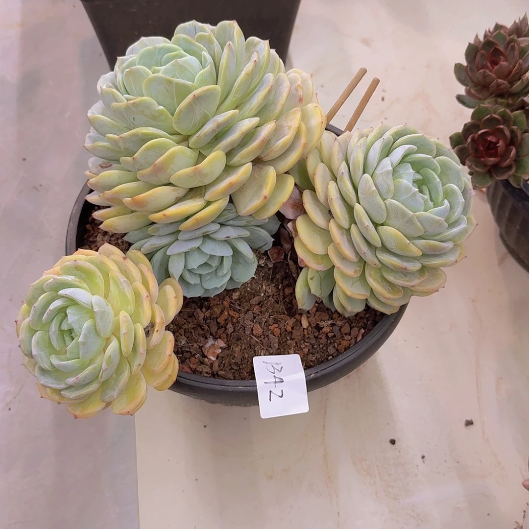 来***张1342劳林多肉植物