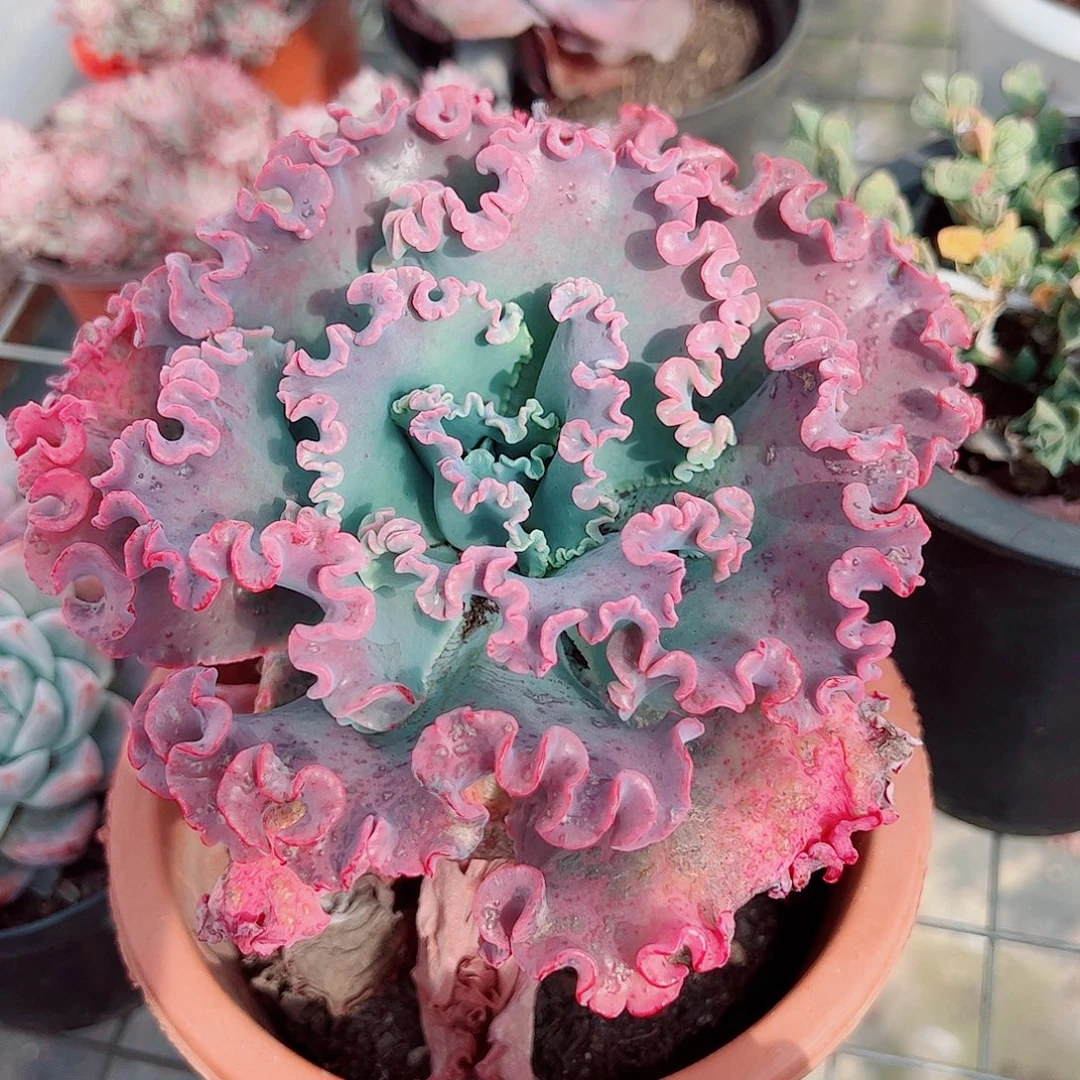 女王花笠大单头精品特价