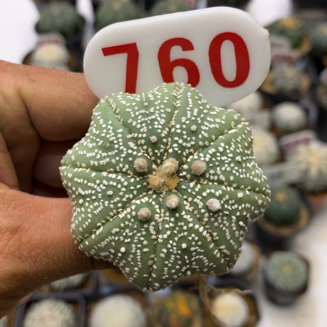 760付款了特价来了我