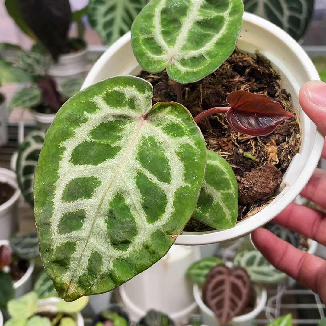 完全开放红伊芙杂红