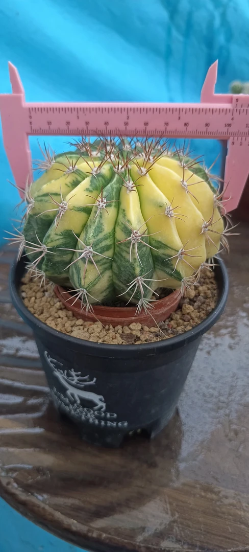 云锦仙人球实生绿植室内防辐射趣味小盆栽花卉好养