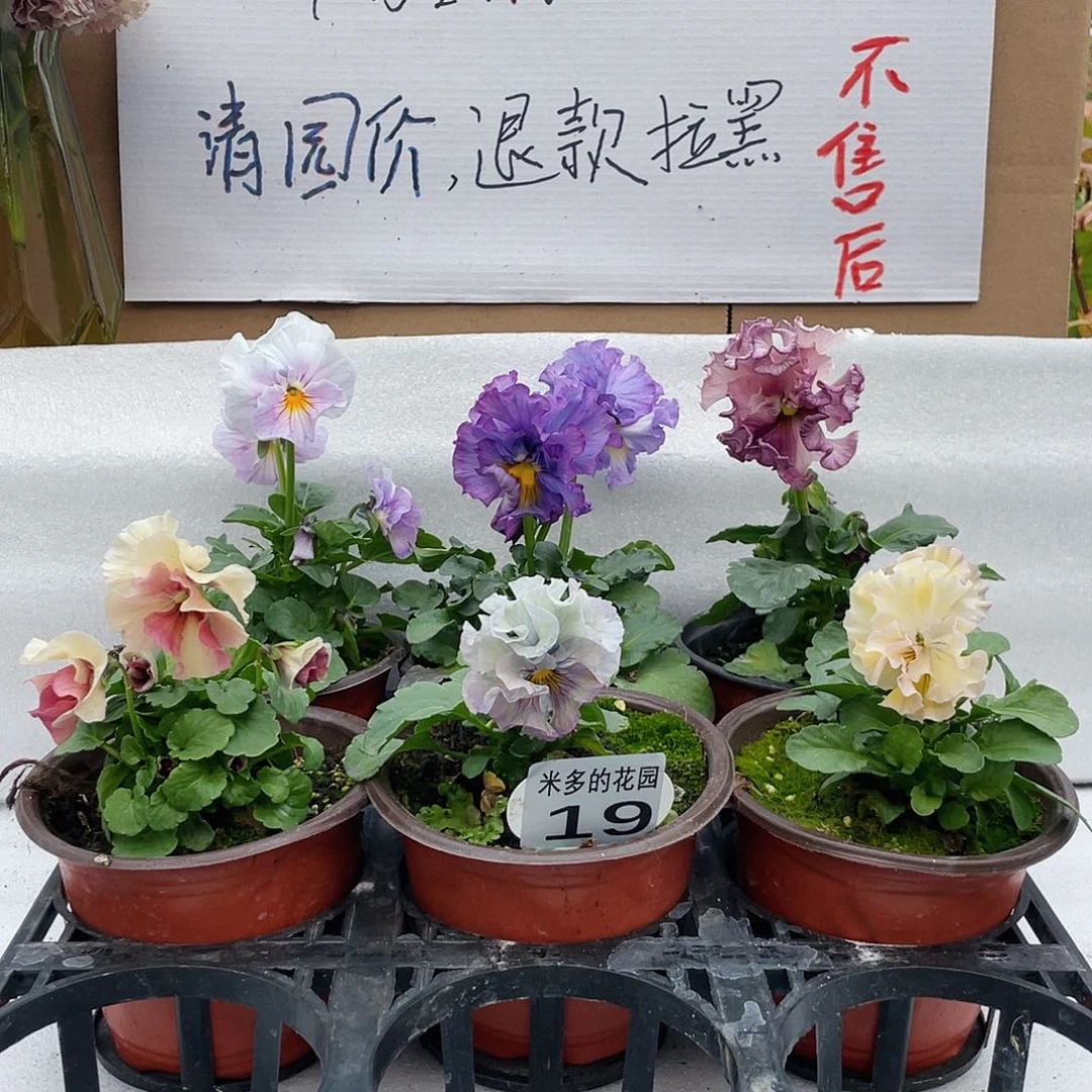 大部分花苞少量开放19