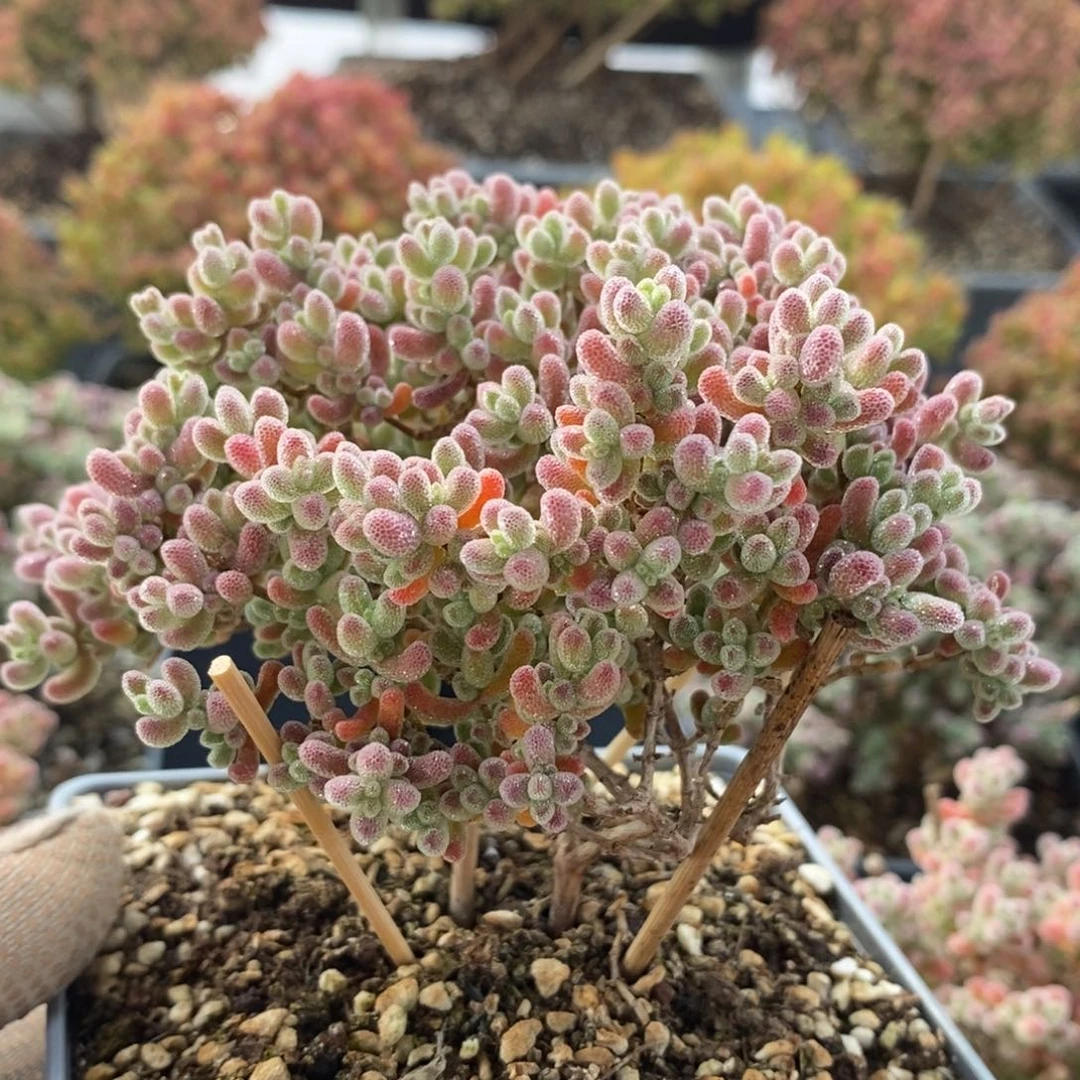 福利优选冰晶4126