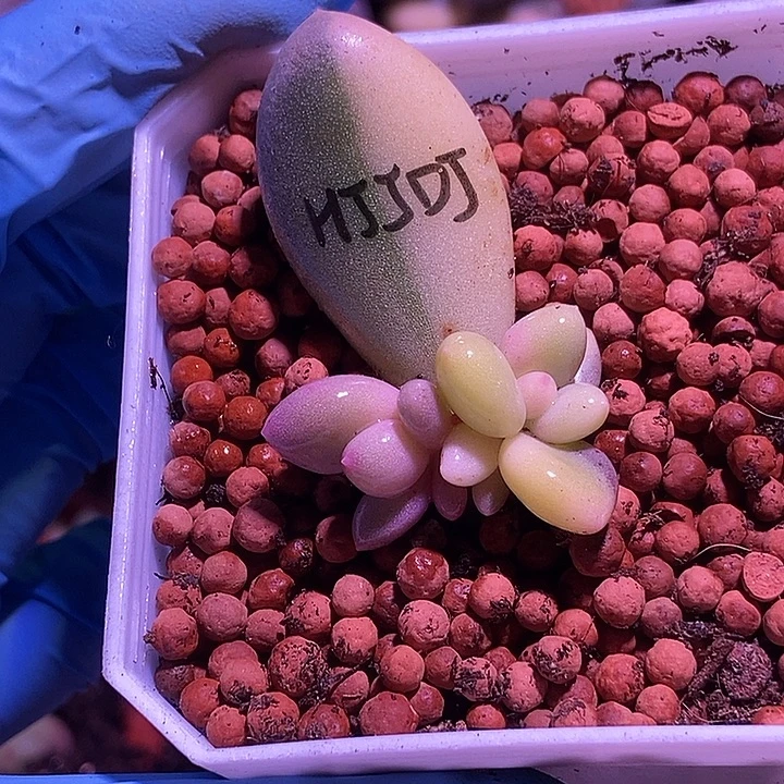 黄金鸡蛋大叶奶酪锦多肉植物