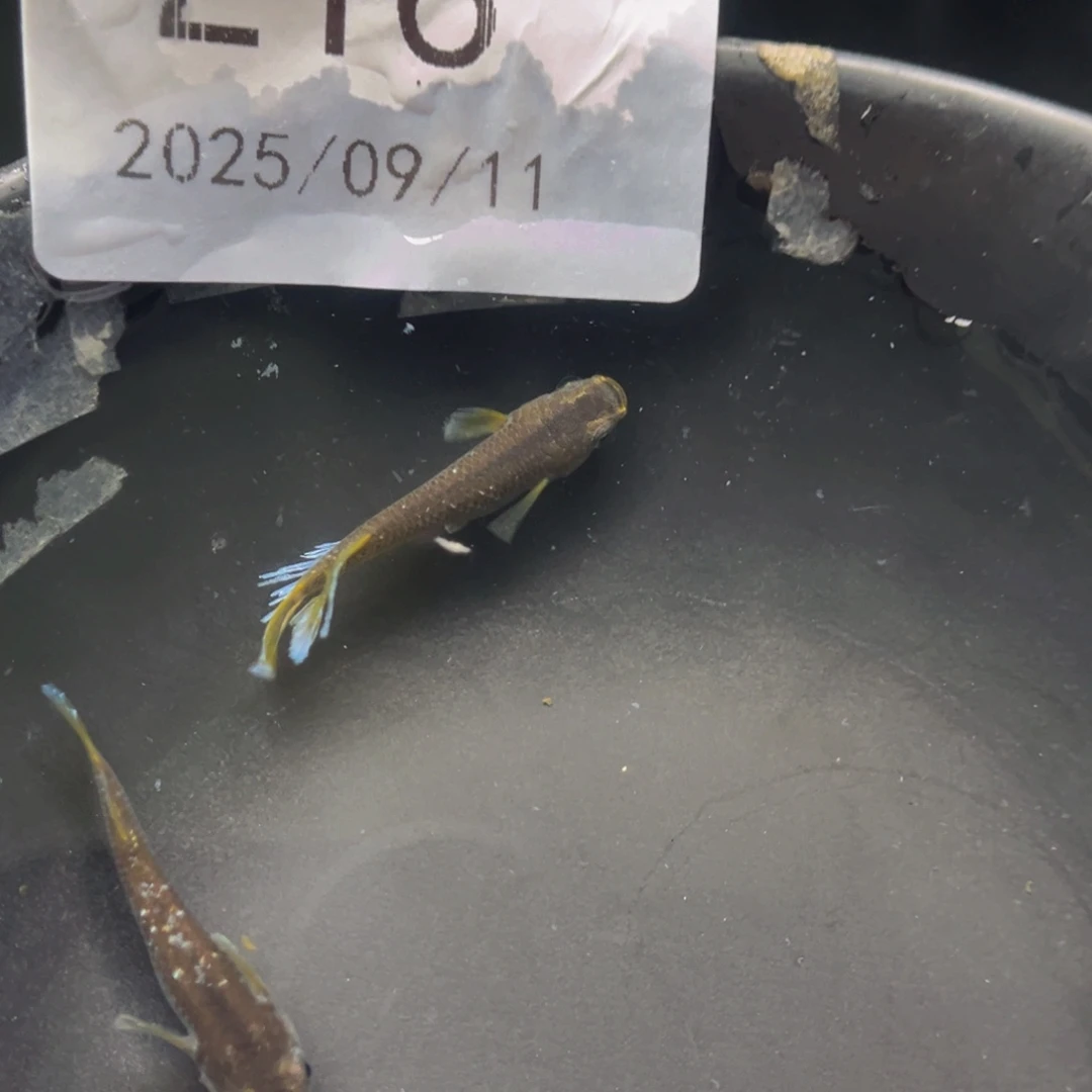 青鳉216奶酪一对公母