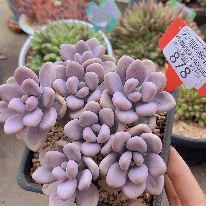 878桃蛋。