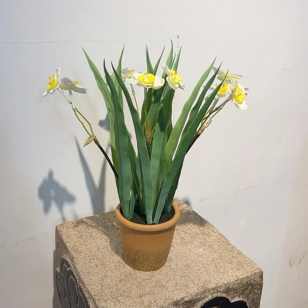 抖音直播间水仙盆栽拍样品