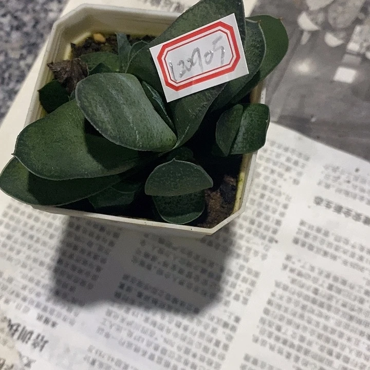 白***筱完美主义者勿拍硬叶120905