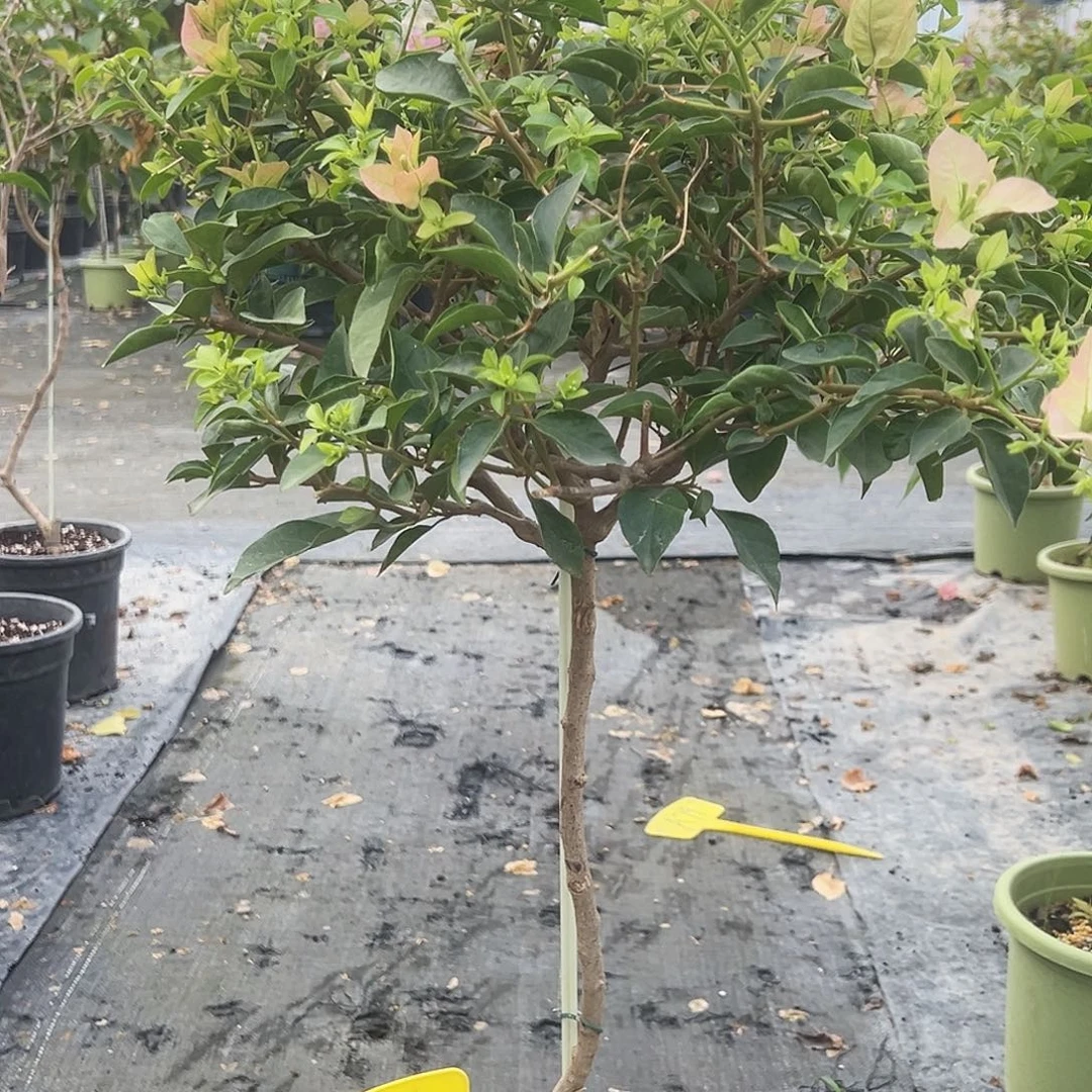 西***木大部分花苞少量开放A25卡雅塔