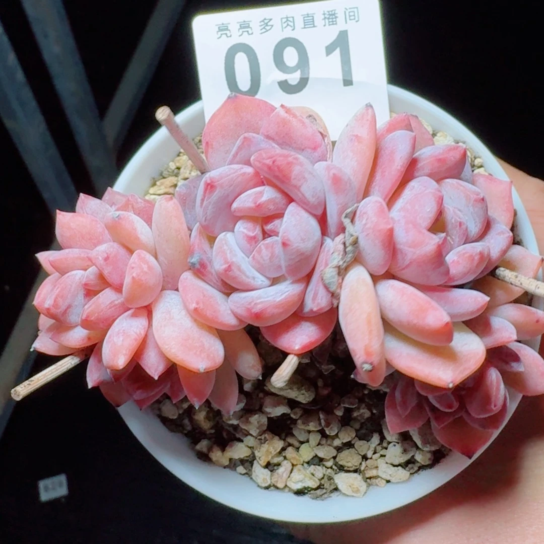 树桩星影            精美多肉植物