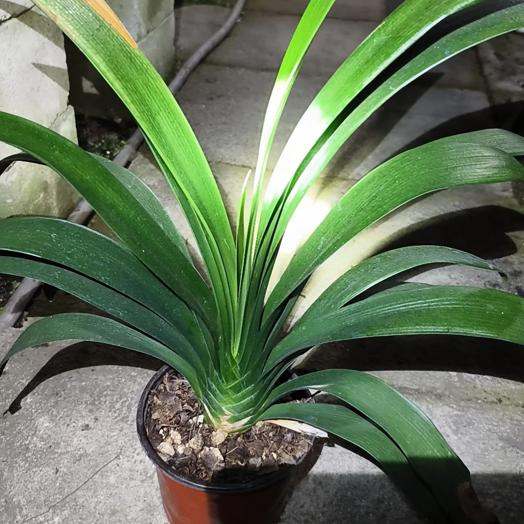 胜***利当前无花栽培后可以开花盲盒大苗一颗残叶无售后