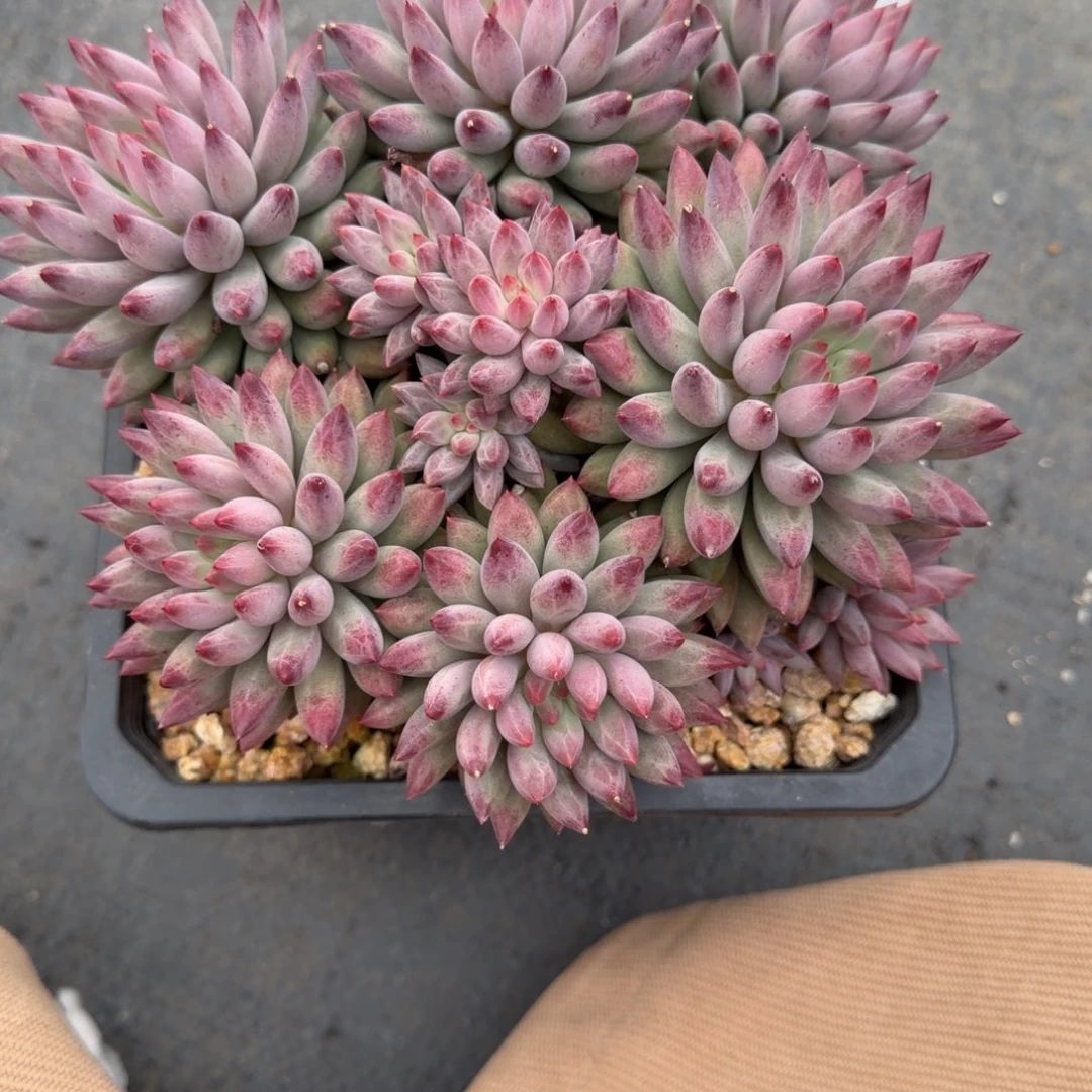 一物一拍车厘子大群119