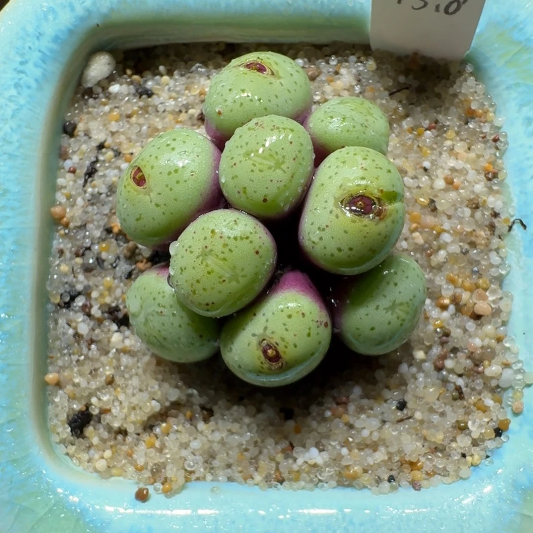 红陶蘑菇349肉锥