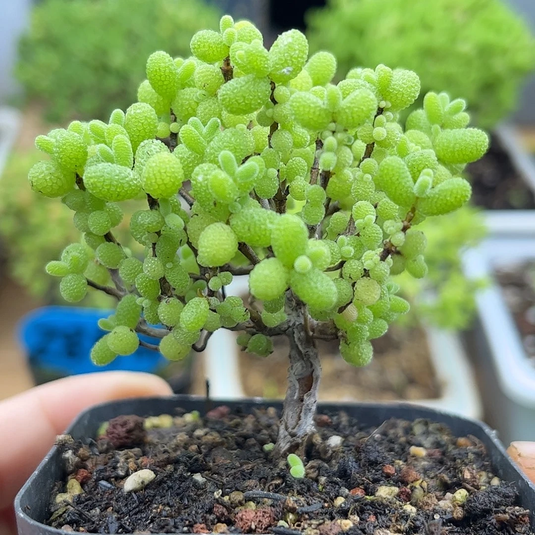 20金桔优选枝干番杏