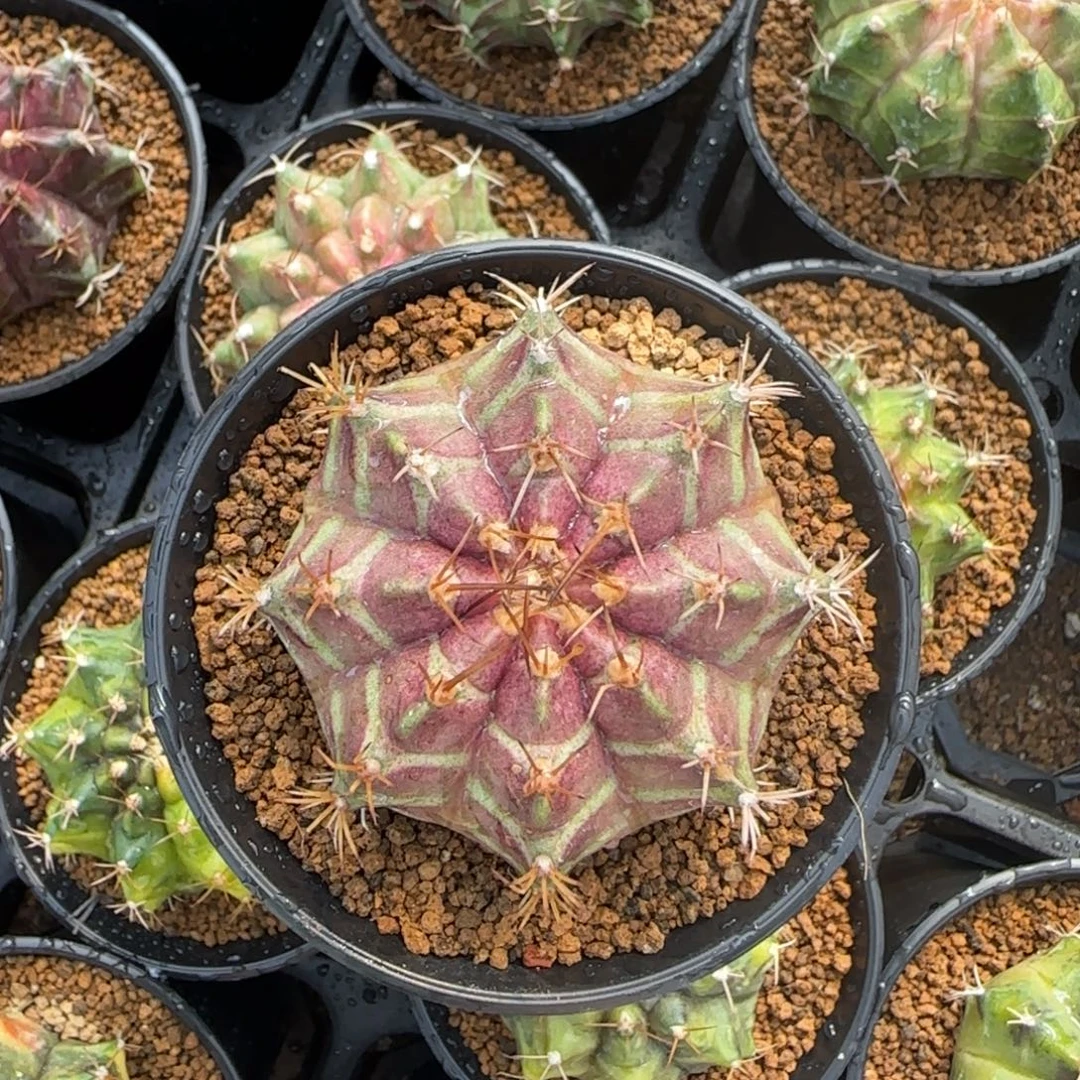 泰系实生轮回带盆土发货