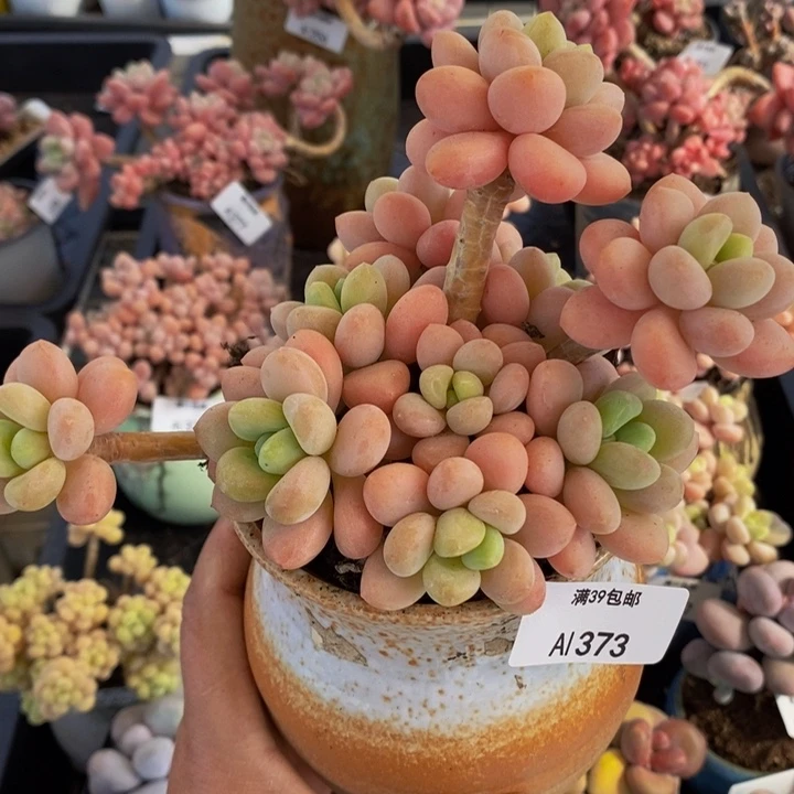橘子香水洛神11cm373多肉植物