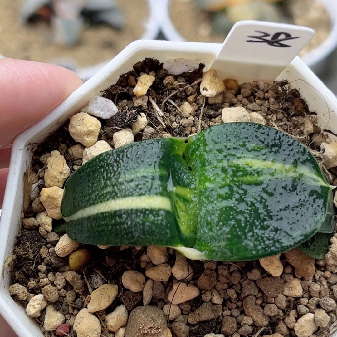 38卧牛锦十二卷多肉