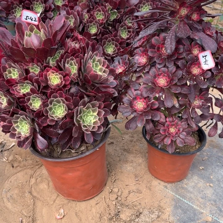 1。41。42金丝缺加丽娜多肉植物