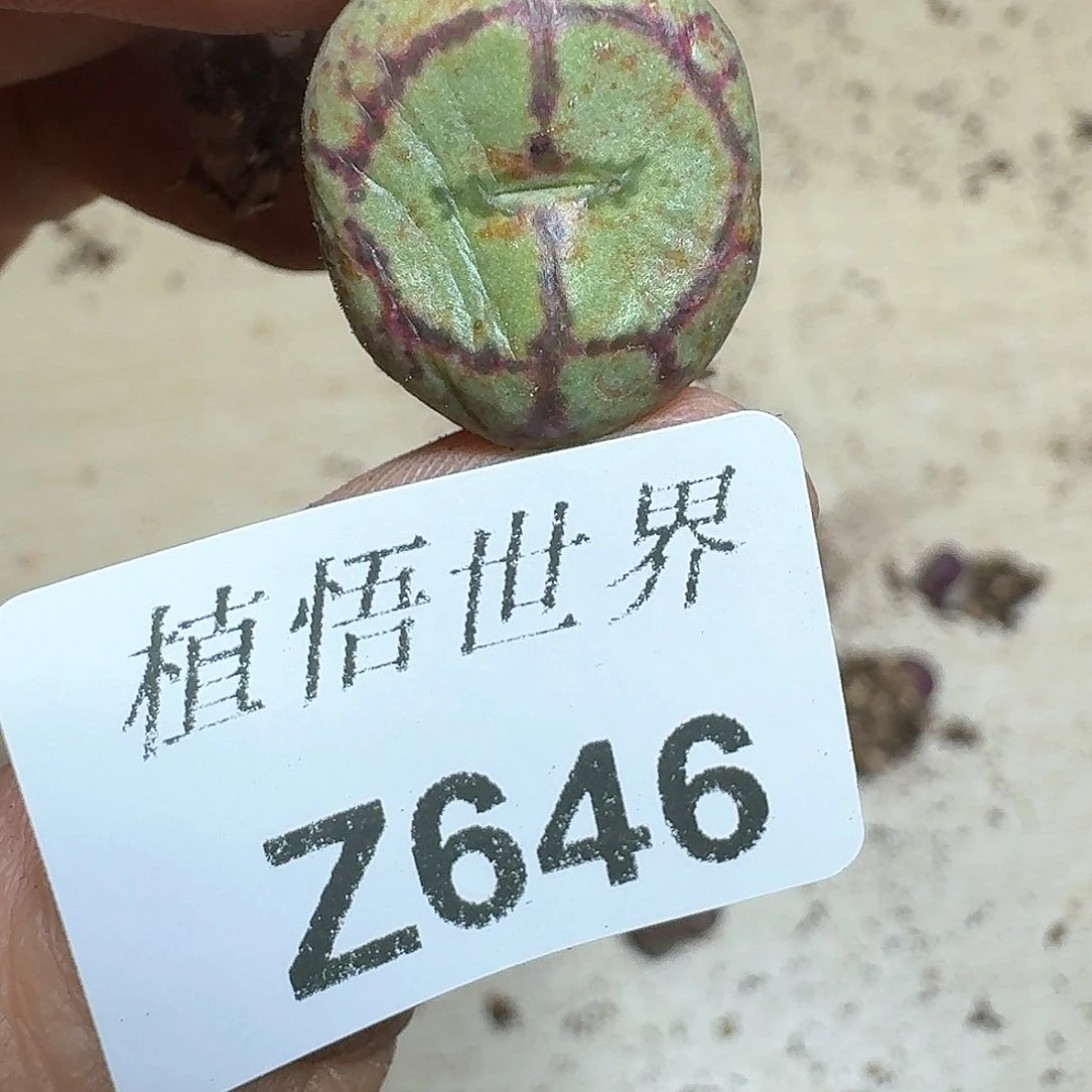 646盒多肉植物哇f f