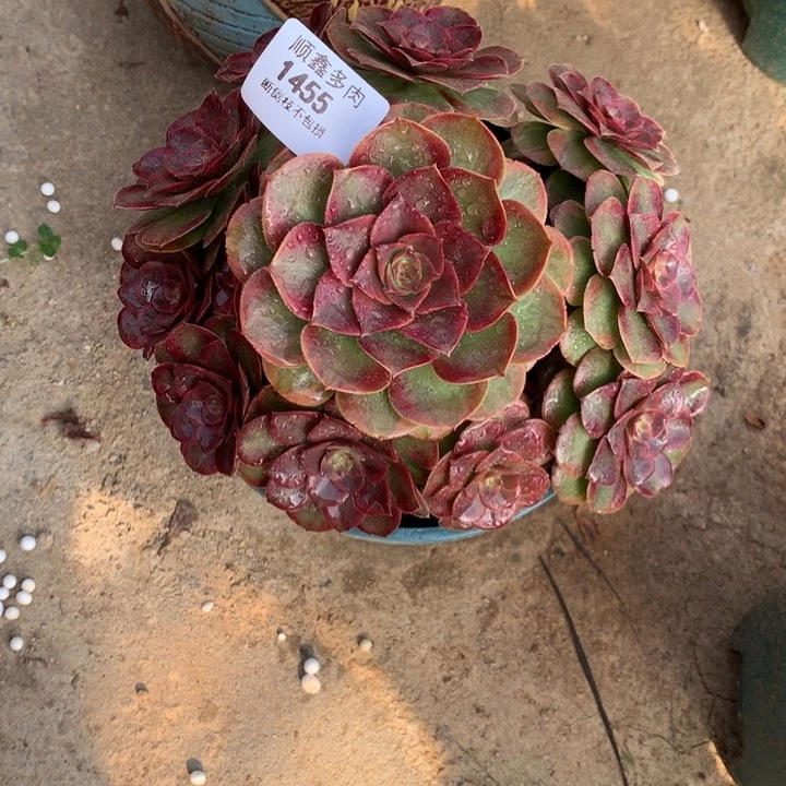 1455荔枝多肉植物