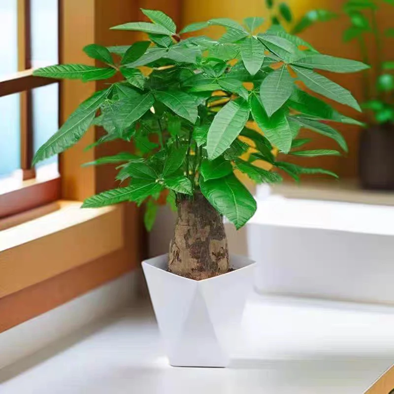 大象腿粗杆发财树四季常青室内桌面绿植吸附甲醛