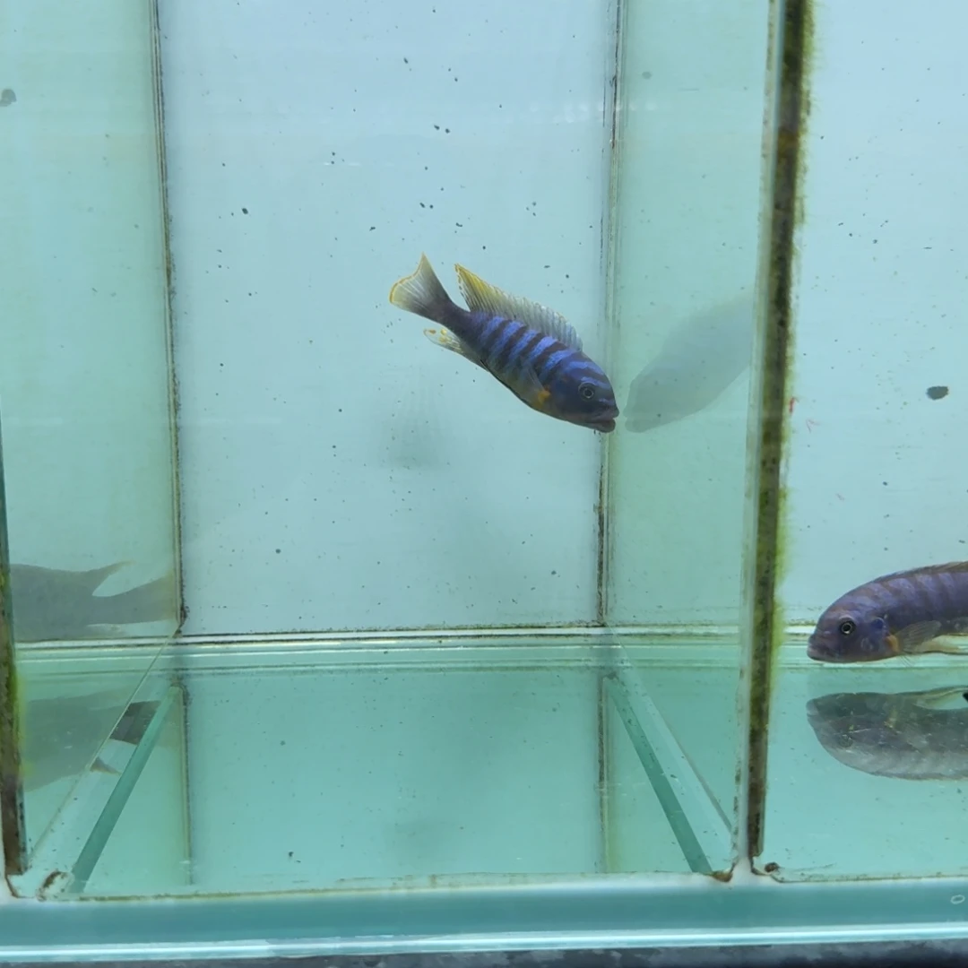 慈鲷野496野轮多费恩。