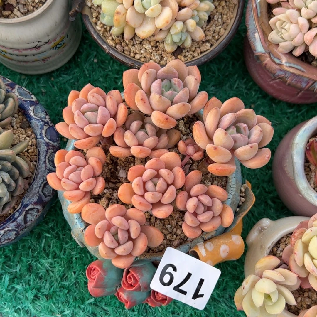 A**a179 多肉植物组合盆栽